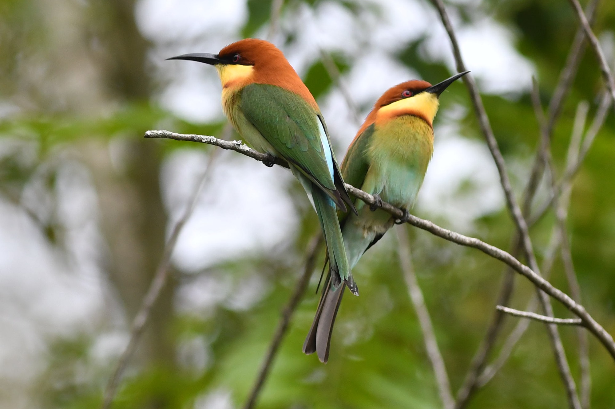 Bruinkopbijeneter (Merops leschenaulti)